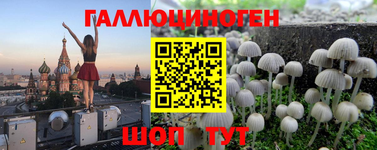 Тверь  Псилоцибиновые грибы Psilocybine cubensis  Вход с VPN 
